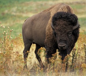 bison-526805_1280